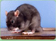 rat control Colindale