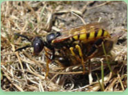 wasp control Colindale
