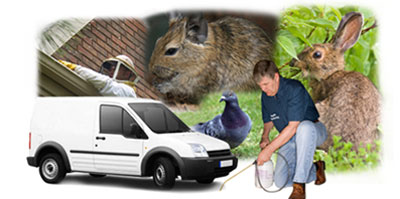 Colindale local van
